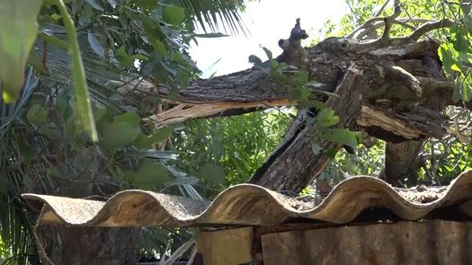El Sinaproc emitió un aviso de vigilancia por la intensificación de los vientos y del oleaje significativo sobre el Caribe panameño hasta el próximo sábado 25 de febrero.