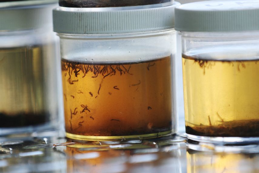 Los mosquitos que transmiten el dengue y otras enfermedades virales han desarrollado una alta resistencia a los insecticidas en algunas regiones de Asia, por lo que se necesitan urgentemente nuevos métodos para detener su propagación, según un estudio japonés de científicos publicado recientemente.