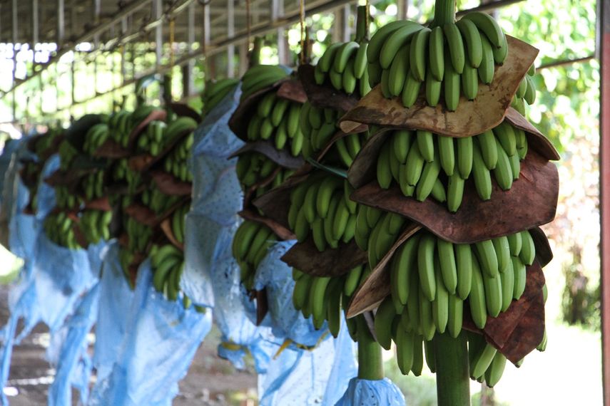 El banano sigue siendo el principal producto en la lista de exportaciones de Panamá. El banano sigue siendo el principal producto en la lista de exportaciones de Panamá.
