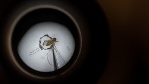 Minsa confirma 3 mil 124 casos activos de malaria