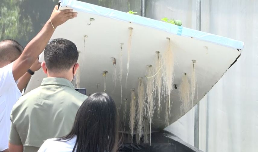 IDIAP busca siembra masiva de papa con aeroponía en Chiriquí