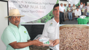 Distribuirán en Panamá semilla de poroto chileno resistente a la mustia hilachosa