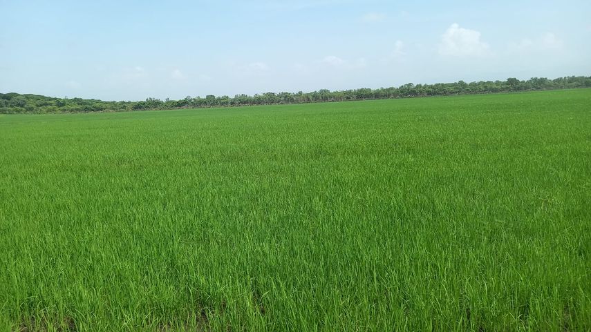 MIDA: Más de 90 mil hectáreas de arroz se prevén cultivar