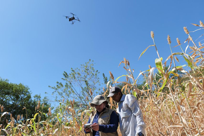 Los agricultores de la zona más seca de Centroamérica pueden enfrentar El Niño con una herramienta que cruza datos climáticos para prever qué y cuándo sembrar y adaptarse así a ese fenómeno