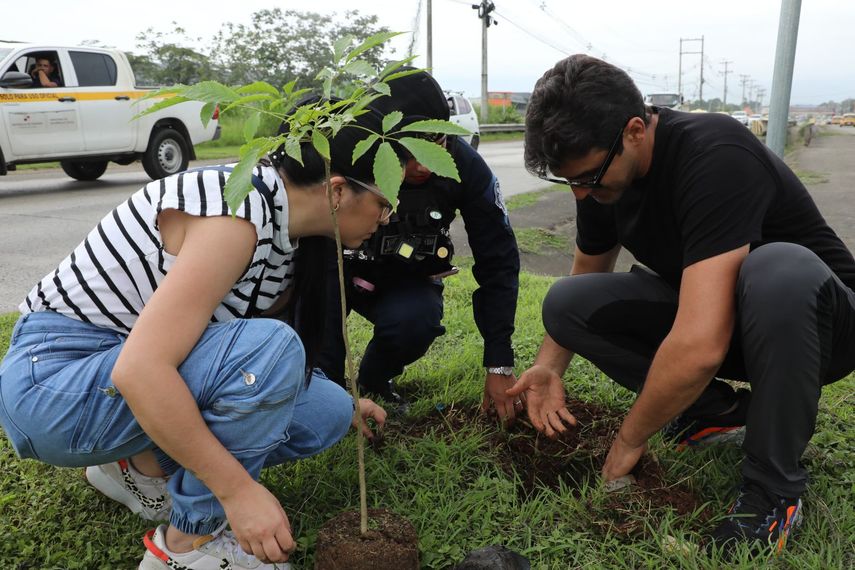 Alcaldía de Panamá realiza la siembra 1,100 guayacanes en el área Este