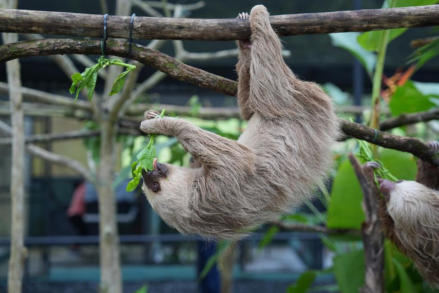 MiAmbiente apoya proyecto para perezosos con la APPC en Ciudad del Saber