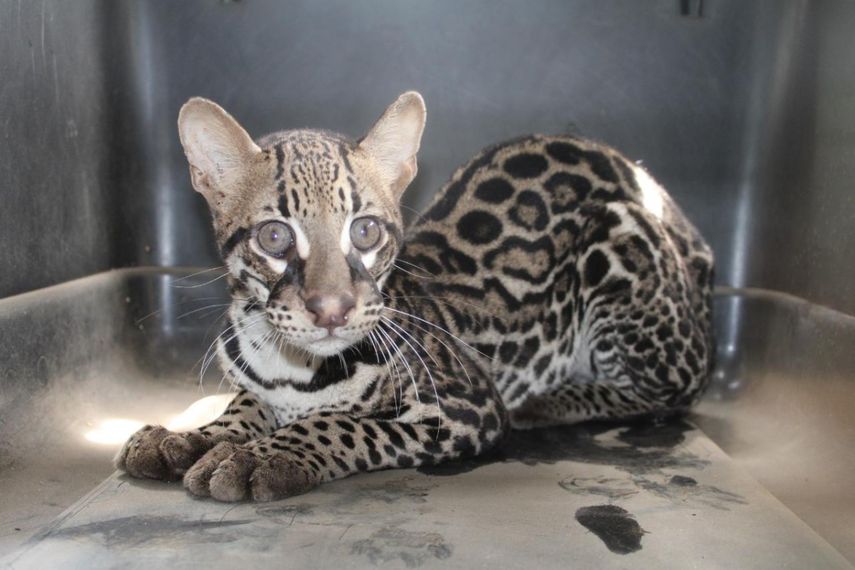 MiAmbiente reporta aumento en rescate de fauna en Chiriquí