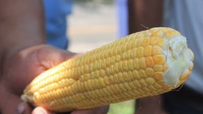 MIDA informa que se ha pagado más de $12 millones a productores de maíz