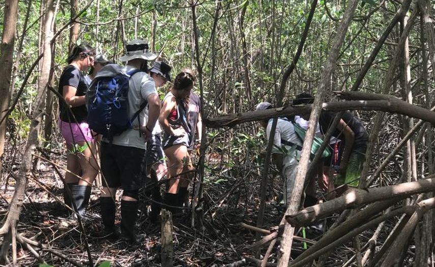 Los servicios ambientales que prestan los manglares a la economía de Panamá se aproximan 364,054,313 de balboas por año, destaca MiAmbiente. Los servicios ambientales que prestan los manglares a la economía de Panamá se aproximan 364,054,313 de balboas por año, destaca MiAmbiente.