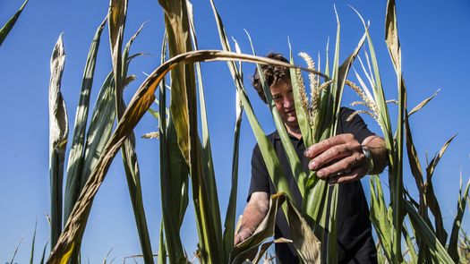 Rusia pone al mundo en peligro de hambruna, advierte la Unión Europea