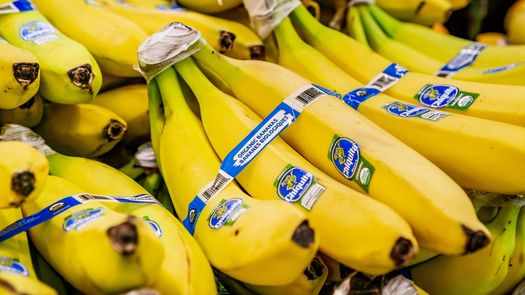 Chiquita Panamá exportará banana de Puerto Armuelles a sus clientes en el mundo
