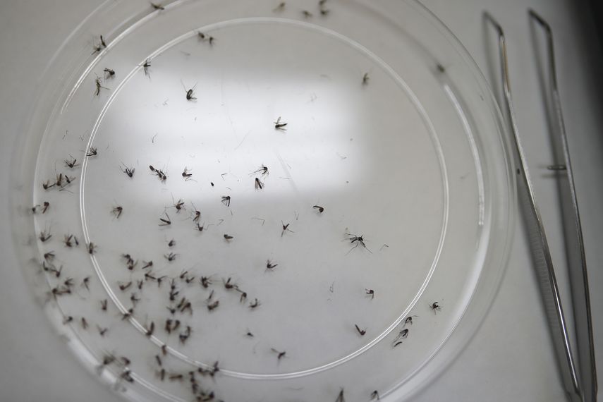 Más de un centenar de personas murieron por dengue en Centroamérica y el Caribe en lo que va de año, donde se produjeron al menos 200.000 casos. Más de un centenar de personas murieron por dengue en Centroamérica y el Caribe en lo que va de año, donde se produjeron al menos 200.000 casos.