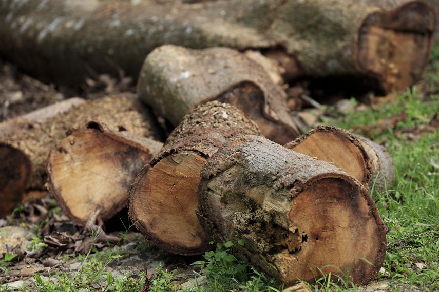 La degradación de los bosques en América Latina es La degradación de los bosques en América Latina es