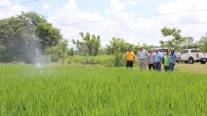 La mayor parte de los productores en Chiriquí, que utilizan riego, lo hacen bajo sistemas de inundación, sin embargo, el sistema de riego presurizado (aspersión) que se está evaluando actualmente es más amigable con el ambiente.