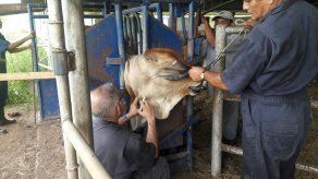 MIDA establece cordón zoosanitario para evitar la propagación de rabia bovina