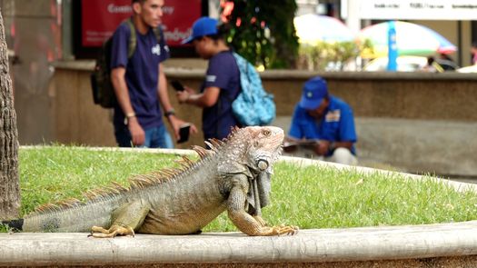 ¿Amenaza o un atractivo turístico? Iguanas en el parque Cervantes crean debate