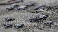 mata oscura lucha por salvar a cuatro especies de tortugas marinas de panama hoy