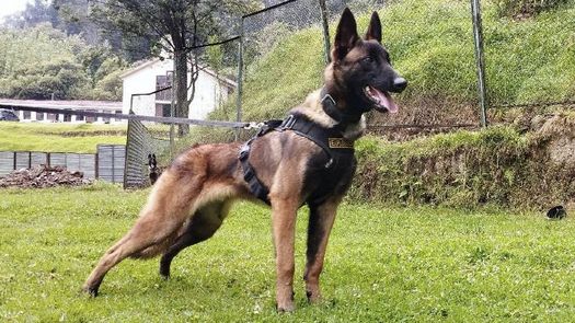  #VamosPorWilson: todos buscan al perro héroe del rescate de los niños en la selva colombiana          