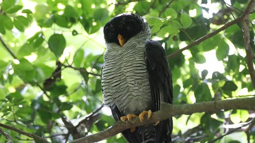 Observadores de aves se despliegan por Panamá en el Global Big Day 2024