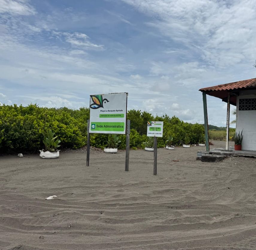 Reubican 100 nidos de tortuga lora en refugio de Chiriquí para evitar depredadores