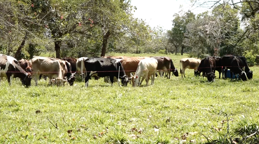 Chiriquí: Ganaderos esperan exportar productos a EEUU