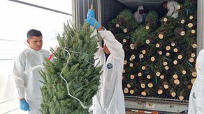 MIDA informa que llegan tres contenedores de arbolitos de Navidad canadienses