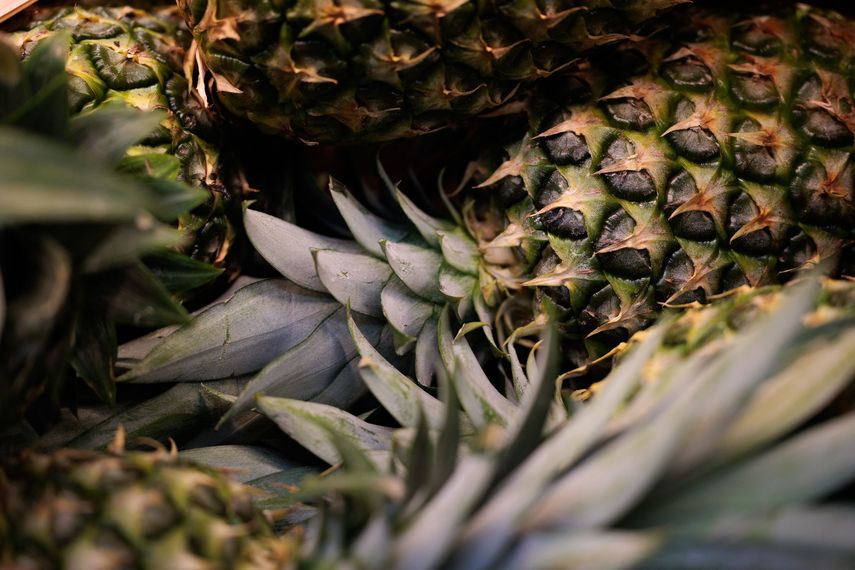 Mida lidera iniciativa para combatir plagas en cultivo de piña
