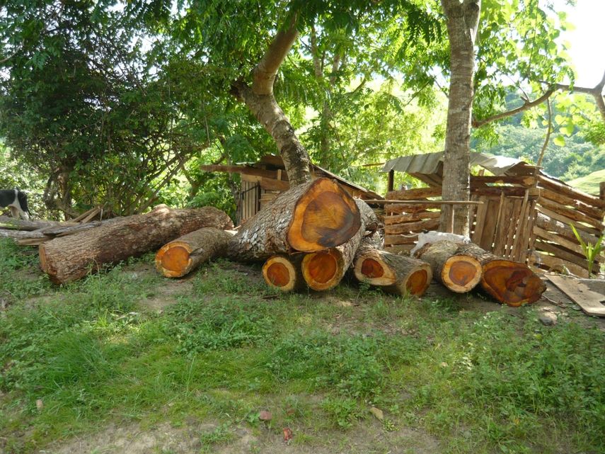 Panamá logra exclusión del examen para cocobolo de la CITES Panamá logra exclusión del examen para cocobolo de la CITES