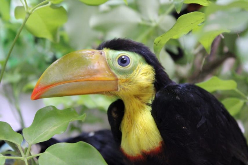 El año pasado se reportó un aumento en el rescate de fauna silvestre con relación al año 2020 en Chiriquí según funcionarios de MiAmbiente.