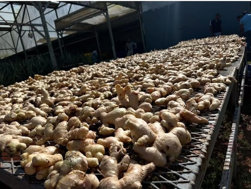 Jengibre, otoe y limón, cultivados en el distrito de La Chorrera, ya se comercializan en Guadalupe, territorio francés en el Caribe, marcando un avance clave en la diversificación de las exportaciones panameñas. Jengibre, otoe y limón, cultivados en el distrito de La Chorrera, ya se comercializan en Guadalupe, territorio francés en el Caribe, marcando un avance clave en la diversificación de las exportaciones panameñas.