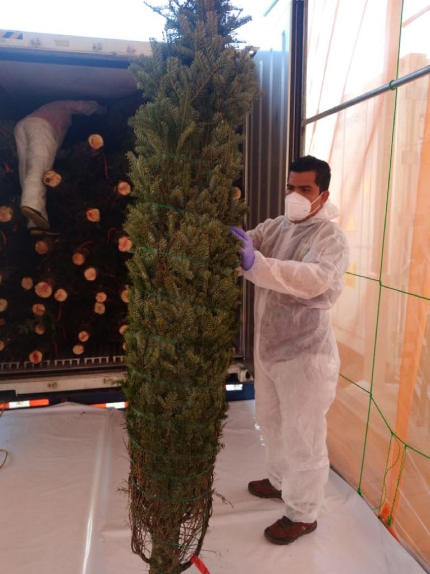 Inflación no frena venta de árboles de Navidad en EEUU