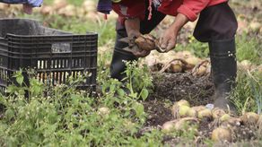 Ministro del MIDA hará gira para atender necesidades de productores chiricanos