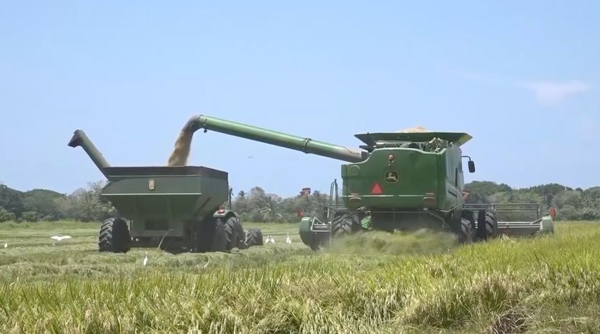 Aumenta la cantidad de hectáreas de arroz en Chiriquí