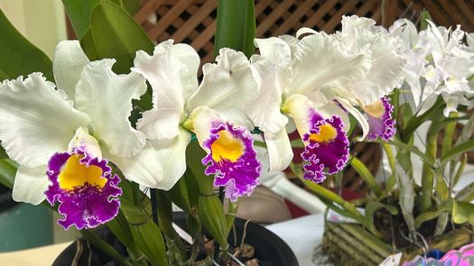 En el marco de Expo Orquídeas se estarán realizando dos actos religiosos dentro del recinto ferial, en conmemoración de la Semana Santa.