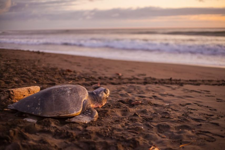 Más de 3,200 tortugas lora desovan en playa La Marinera en Panamá Más de 3,200 tortugas lora desovan en playa La Marinera en Panamá