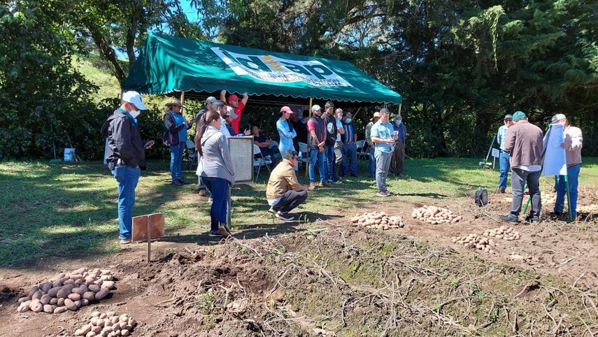 Los productores de papa de Tierras Altas