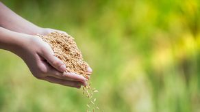 Panamá será sede de la Conferencia Internacional de Arroz para América Latina y el Caribe