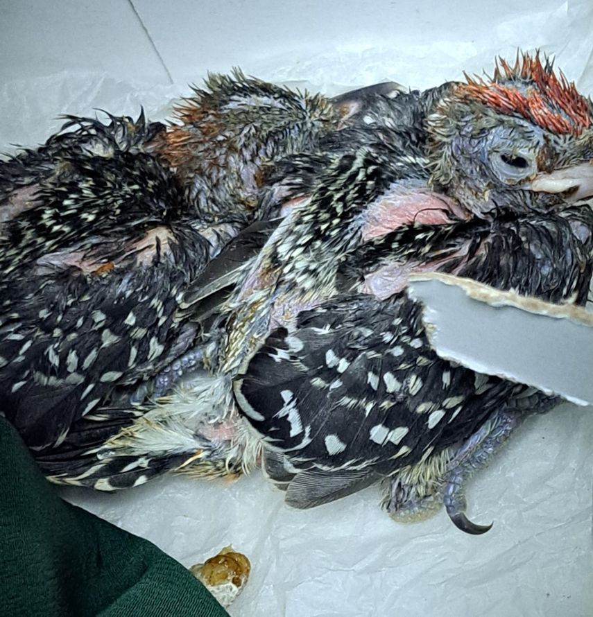 MiAMBIENTE, informó que trabaja en estrecha colaboración con otras instituciones del Estado, apoyando las acciones de vigilancia epidemiológica.