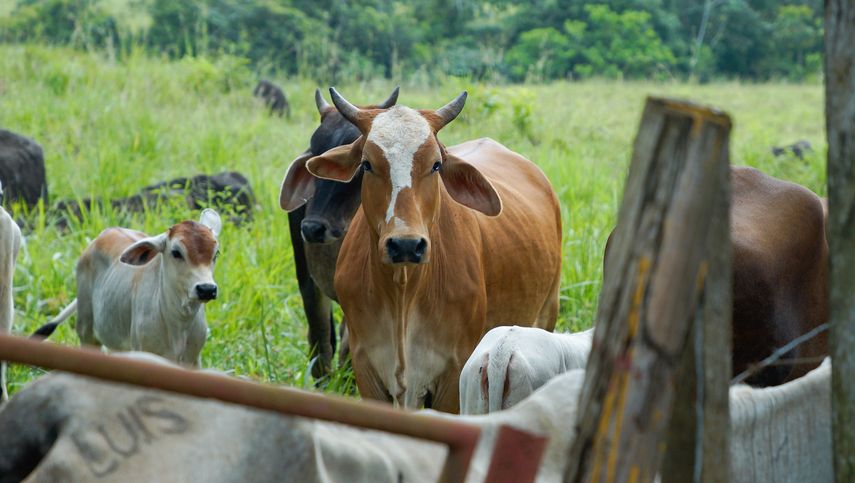 Este miércoles 27 de marzo de 2024, se desarrollará un debate presidencial enfocado al sector agropecuario, los candidatos a la presidencia de la República volverán al podio para presentar sus propuestas dirigidas al sector agrícola. Este miércoles 27 de marzo de 2024, se desarrollará un debate presidencial enfocado al sector agropecuario, los candidatos a la presidencia de la República volverán al podio para presentar sus propuestas dirigidas al sector agrícola.
