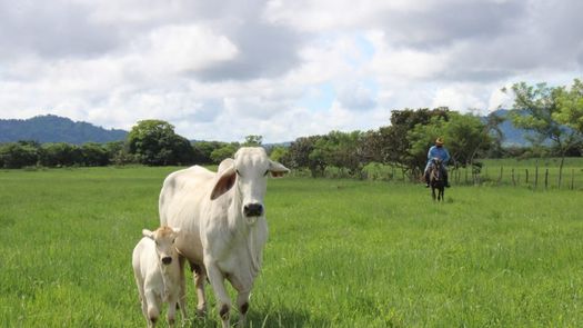 Con el proyecto de difusión tecnológica pecuaria del IDIAP, se ha mejorado considerablemente la eficiencia reproductiva bovina en fincas de pequeños y medianos productores de Chiriquí.