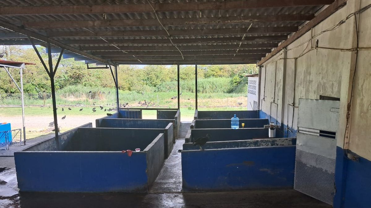 EL matadero de Colón fue inspeccionado por el Minsa. EL matadero de Colón fue inspeccionado por el Minsa.