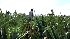 Exportación de Piña panameña.