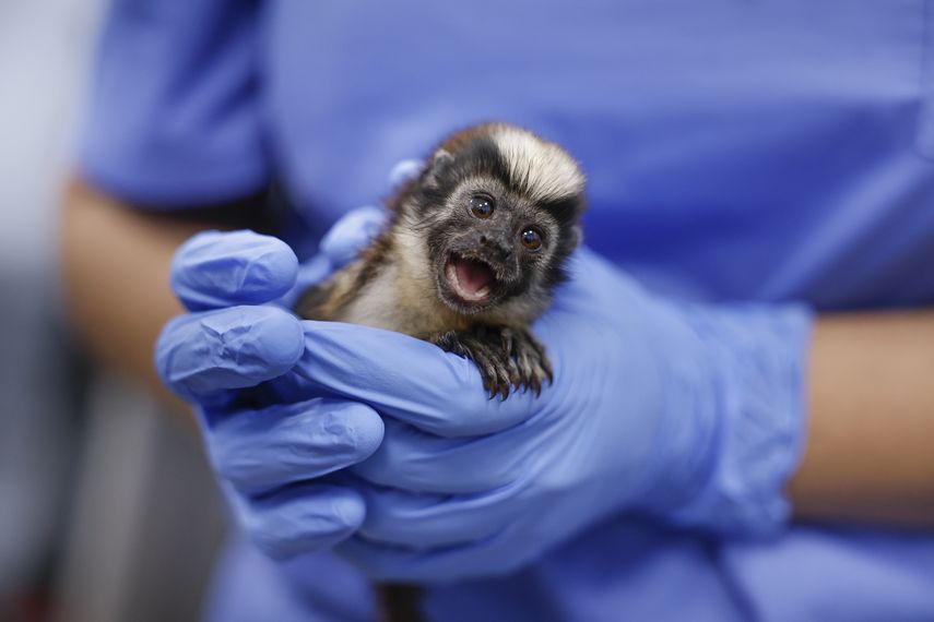 Panamá rescata a más de 750 animales víctimas del tráfico ilegal en lo que va del año Panamá rescata a más de 750 animales víctimas del tráfico ilegal en lo que va del año