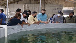 Desarrollo de proyecto de maricultura en Puerto Armuelles tendrá inversión de B/. 50 millones