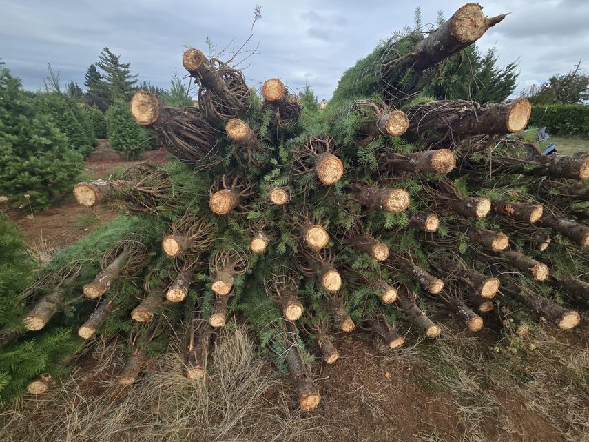 Panamá refuerza controles agrícolas ante llegada de árboles de Navidad importados Panamá refuerza controles agrícolas ante llegada de árboles de Navidad importados