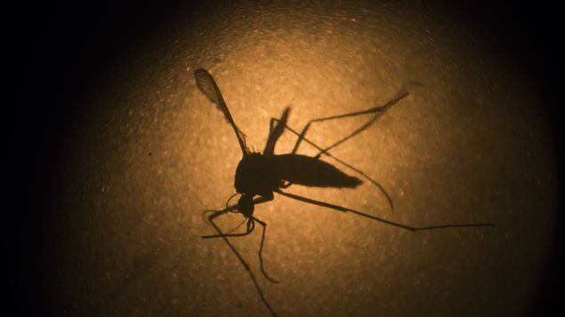 Asia: Identifican mosquitos resistentes a los insecticidas.