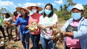Más de 100 quintales de cebollas orgánicas fueron cosechadas en Coclé