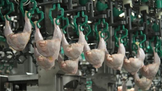 TPC generó baja en exportación de 75%