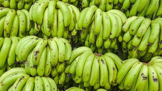 Plátano y ganado bovino lideran el comercio agropecuario en Panamá Plátano y ganado bovino lideran el comercio agropecuario en Panamá