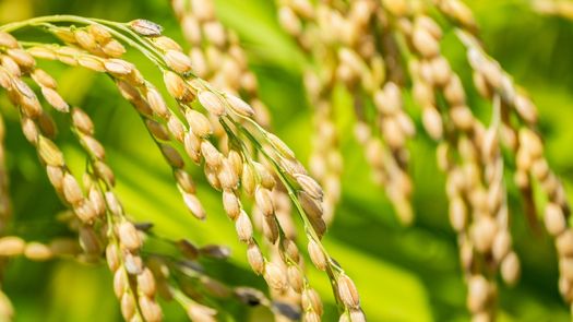 Crecimiento agrícola impulsa la economía panameña con más de $88 millones en aportes